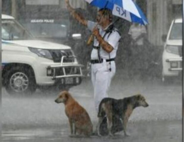 L’Ufficiale è diventato famoso per il suo gesto gentile: ha riparato questi cani sotto la pioggia battente