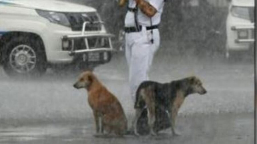 cani sotto la pioggia