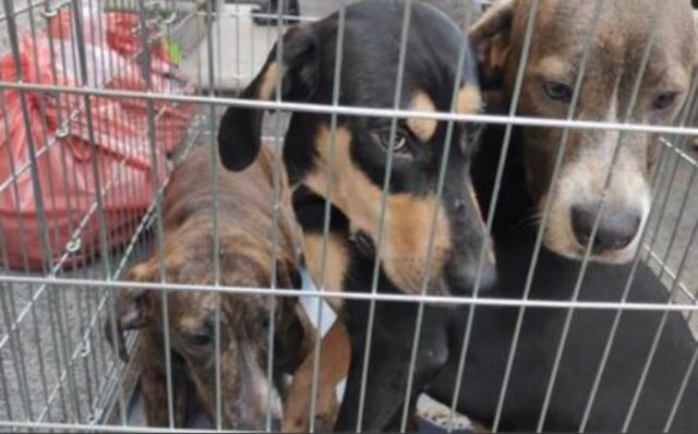 Era un’accumulatrice seriale di cani, alcuni erano morti nel congelatore: l’hanno finalmente arrestata