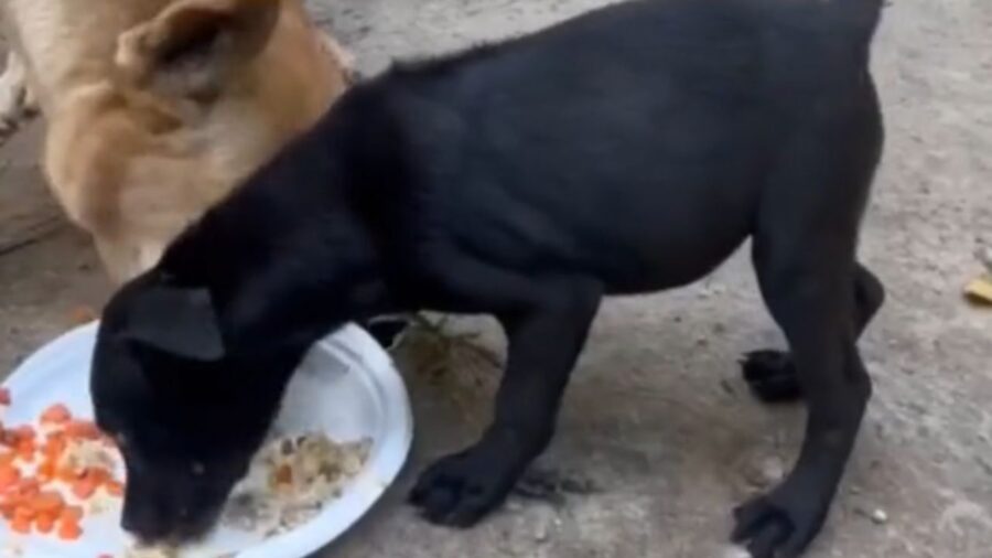 cane nero con cane marrone