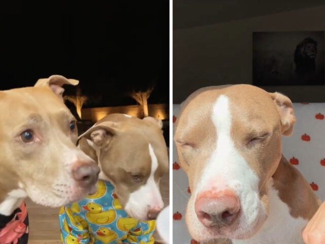 Questo Pitbull è pronto a spiegare ai suoi genitori umani perché è nella lista dei buoni di Natale e merita dei doni