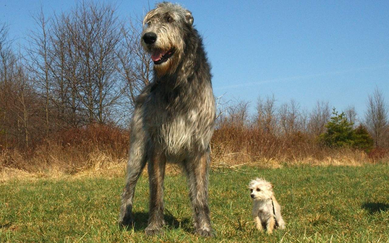 levriero irlandese gigante