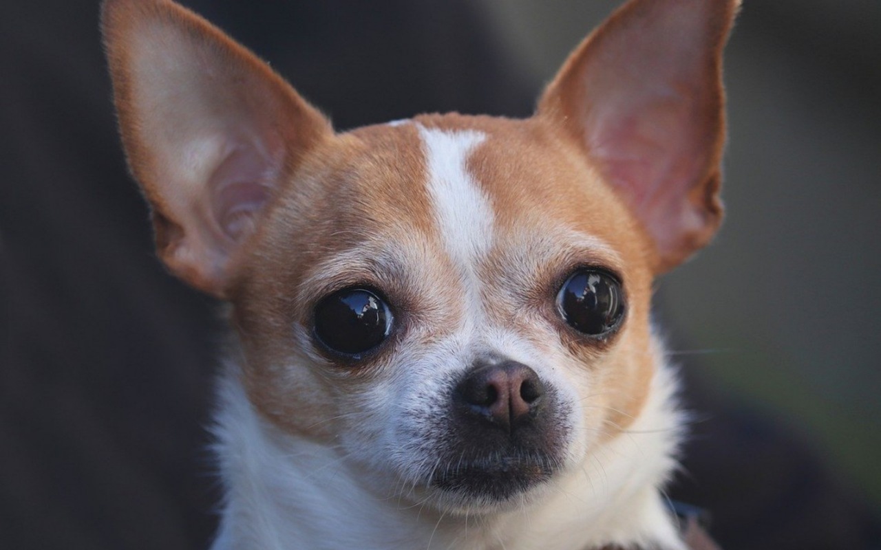 cagnolino chihuahua