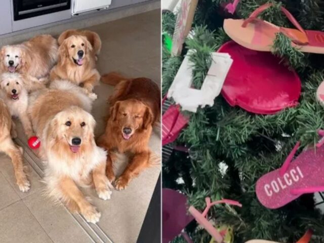 Questa famiglia ha deciso di realizzare un albero di Natale speciale: ha usato gli oggetti rotti dai cani