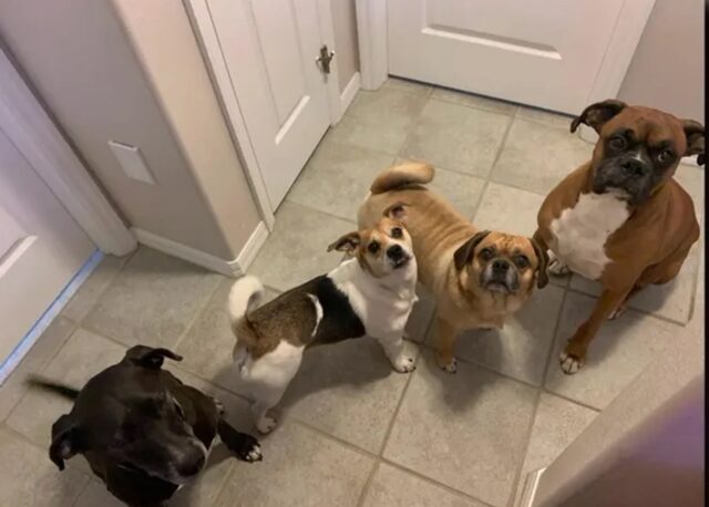 Quattro cani sul pavimento di casa