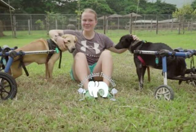 Questi cani randagi, disabili, hanno finalmente riconquistato la possibilità di correre