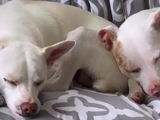 Era sordo e depresso, ma ora questo cane è rinato grazie alla compagnia di qualcuno di speciale