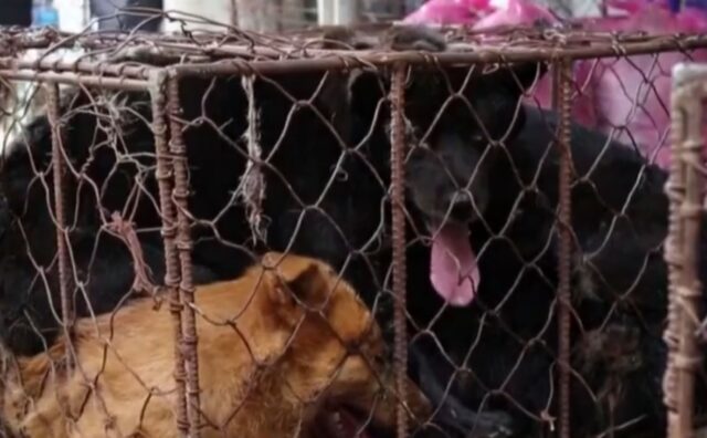 Forse ci siamo: anche nella Corea del Sud vogliono vietare il commercio della carne di cane (VIDEO)