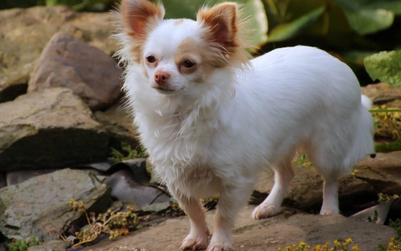 cagnolino bianco molto piccolo