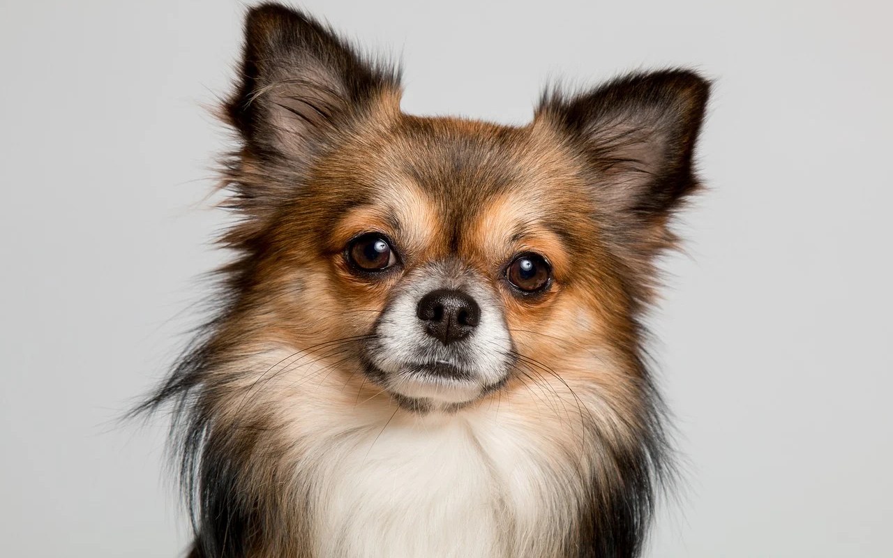 cagnolino a pelo lungo focato