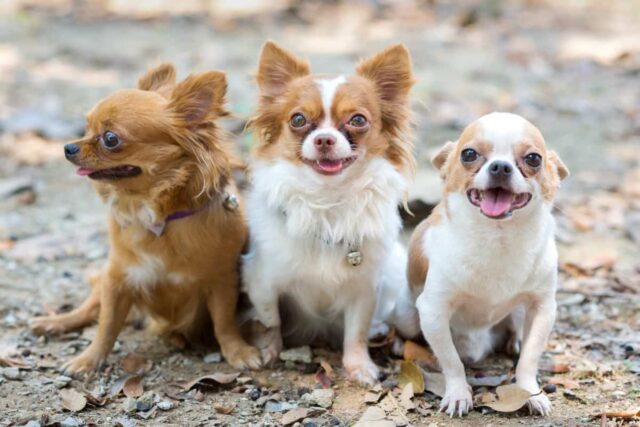 Chihuahua a pelo lungo: cure e caratteristiche
