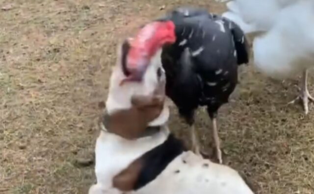 Ha trovato un compagno di giochi davvero insolito: questo Beagle si intrattiene con un pennuto unico (VIDEO)