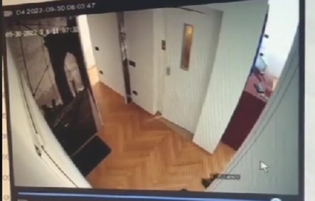 Coppia perde il cane in ascensore: il video su TikTok è virale