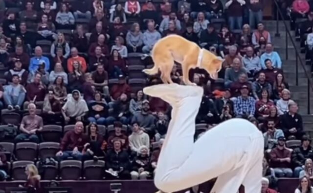 Una coppia vincente: l’esibizione di questo atleta insieme al suo cane è davvero da sogno (VIDEO)