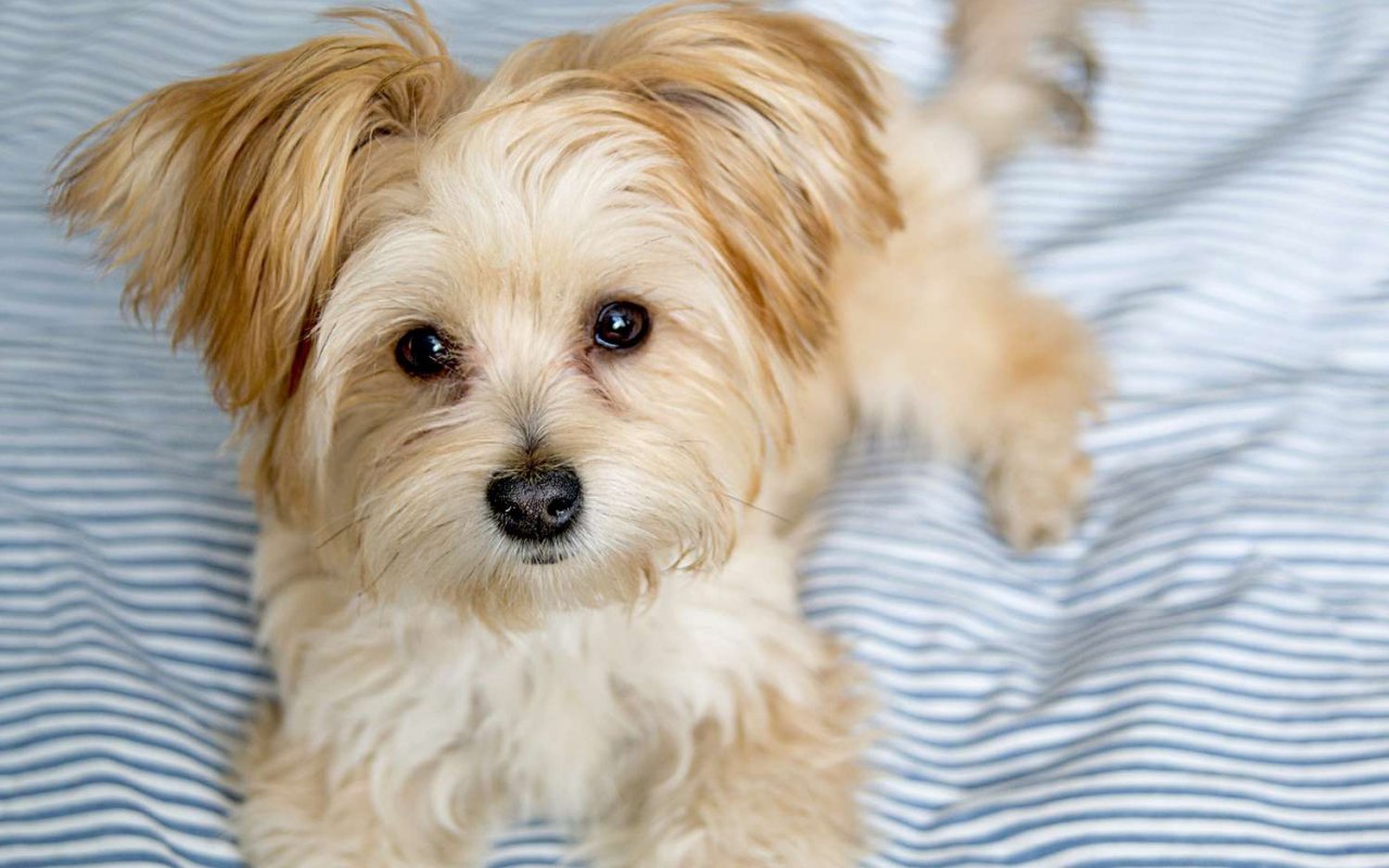 cagnolino disteso a letto