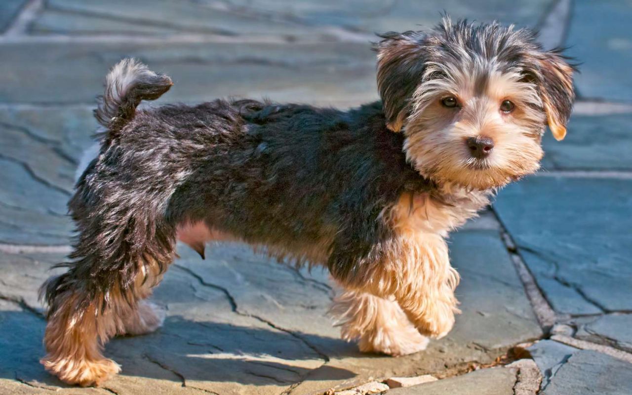 cagnolino che passeggia