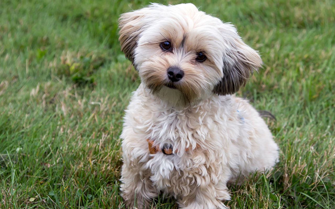 cagnolino seduto sul prato