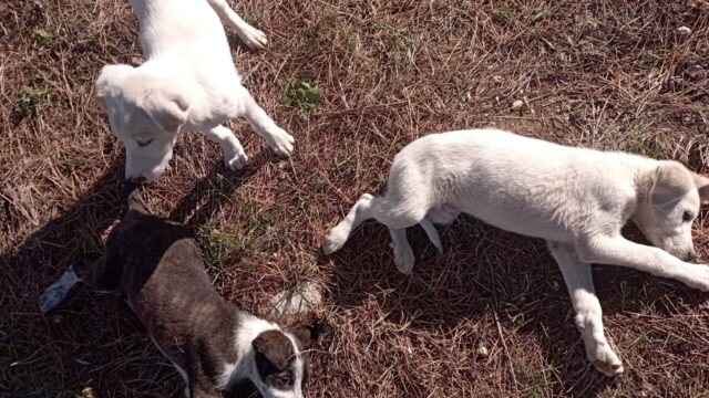 Cuccioli abbandonati in una scatola in provincia di Pescara: chi può adottarli?