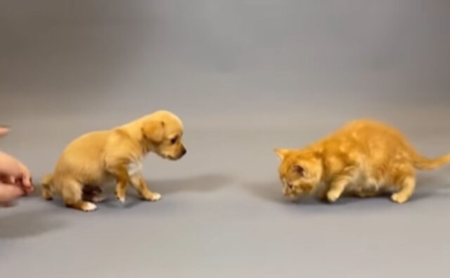Ve lo aspettavate? Questo è quello che succede quanto i cuccioli di cane incontrano i gattini (VIDEO)