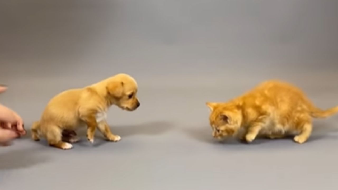 cane vs gattino