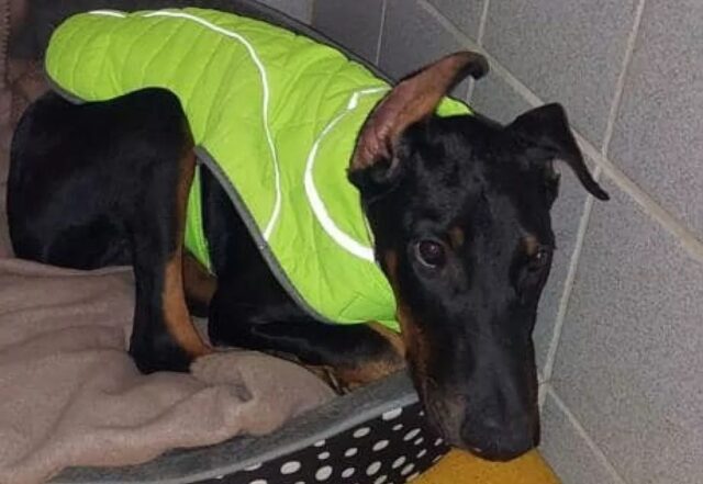 Cucciolo di cane trovato al rifugio avvolto in un cappottino giallo: la storia di Elliot