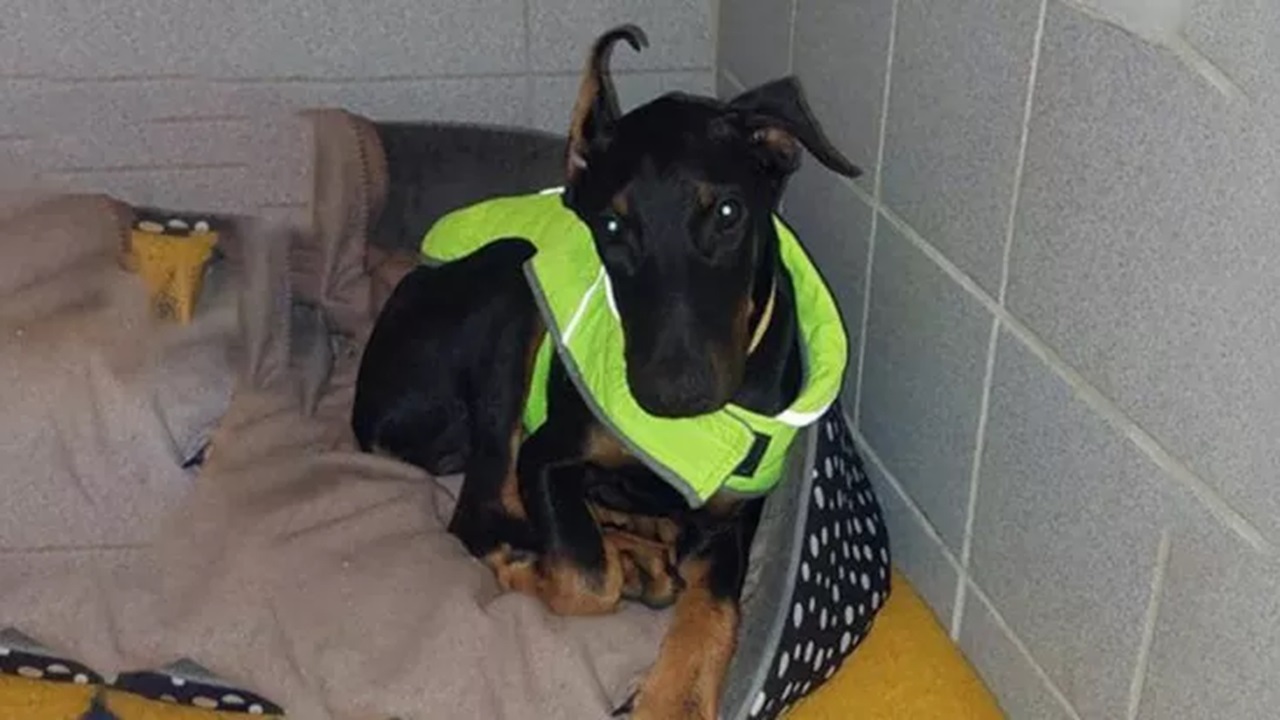 Cane avvolto nel cappottino giallo