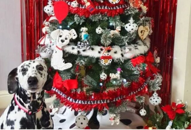 Questa famiglia è tanto innamorata del suo Dalmata da regalargli un albero di Natale tutto per lui