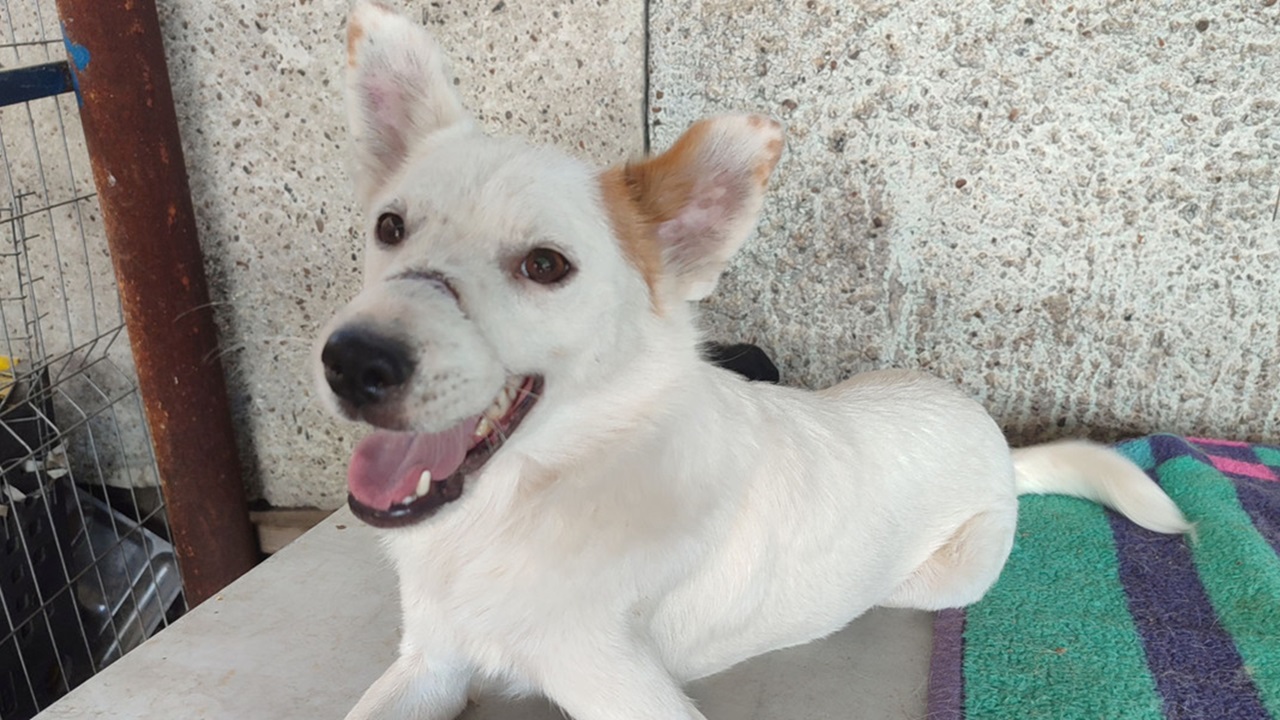 Cane bianco di strada