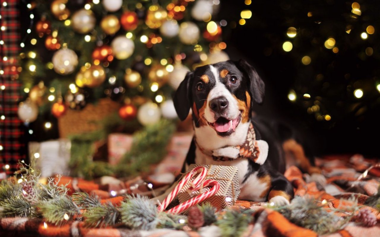 cane felice a Natale