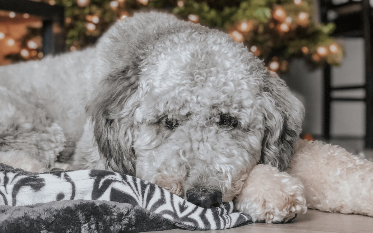 cagnolino grigio davanti all'albero di natale