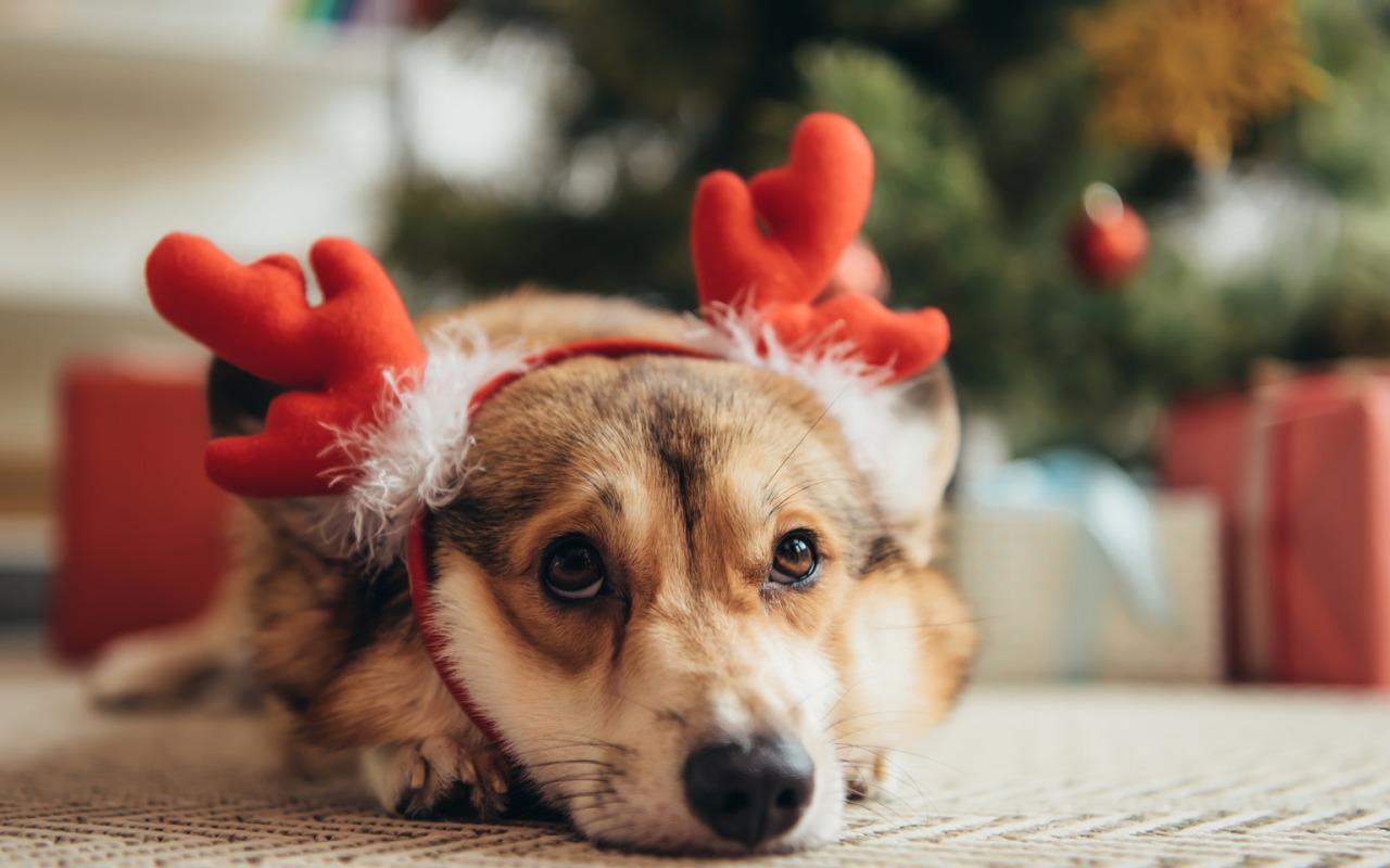 cagnolino spaventato a natale