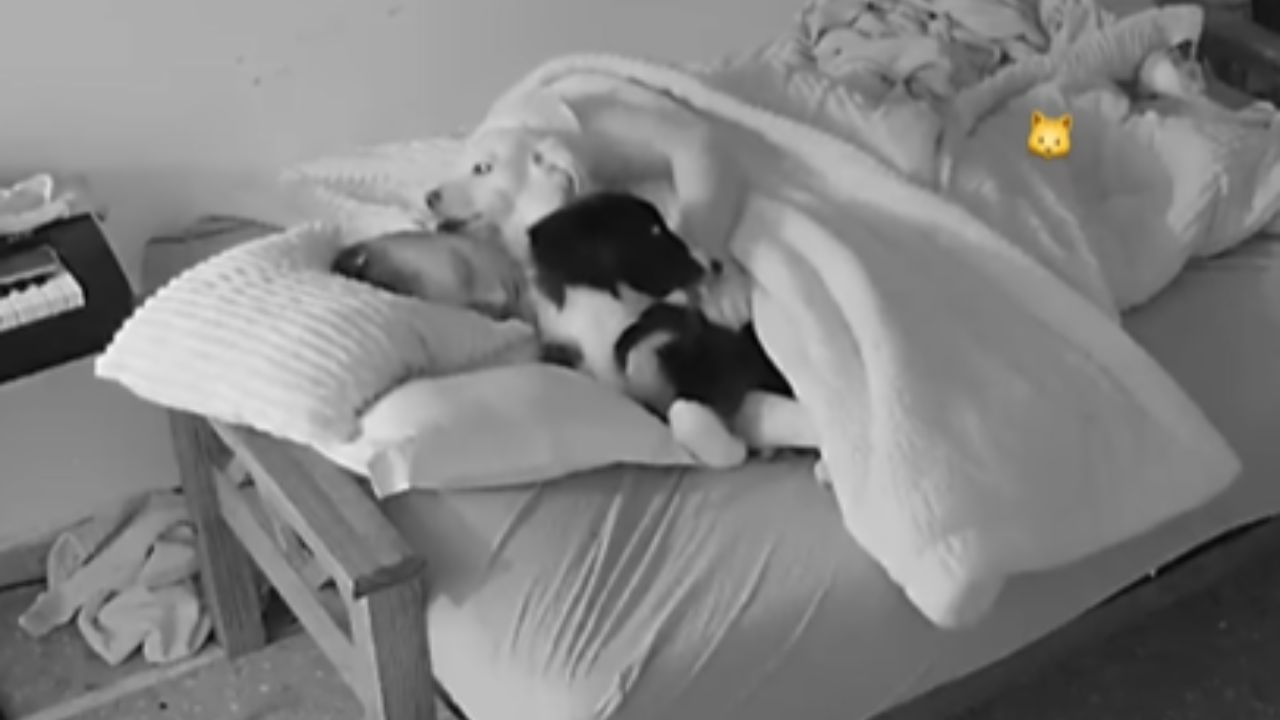 cani nel letto