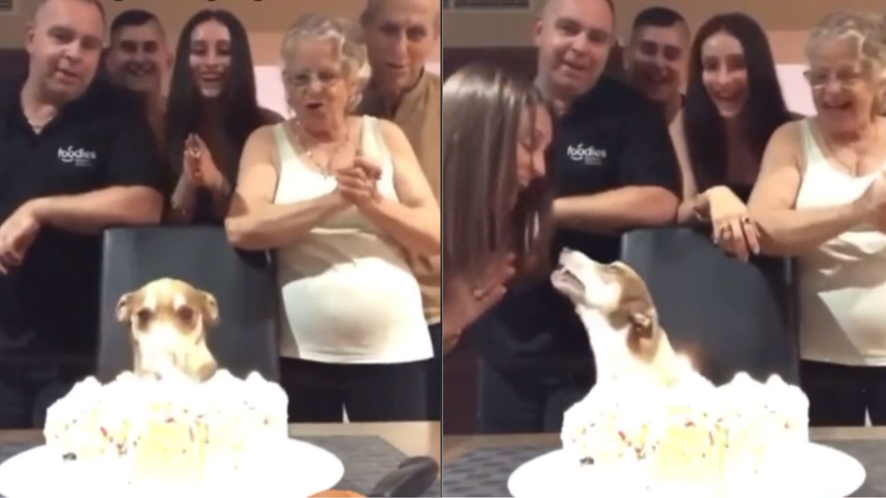 famiglia canta al cane