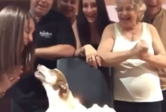 Un momento di enorme tenerezza: la famiglia si riunisce per cantare “Tanti auguri” al cane