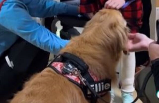 Quando questo Golden Retriever arriva in ospedale e tutti i pazienti (e l’equipe) diventano pazzi di gioia