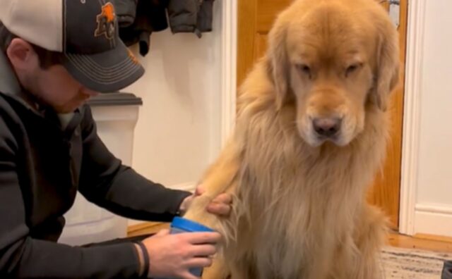 Il modo di reagire del Golden Retriever quando gli vengono lavate le zampe è proprio drammatico (VIDEO)