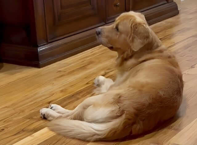 Golden Retriever accoglie proprietari al ritorno dalle vacanze