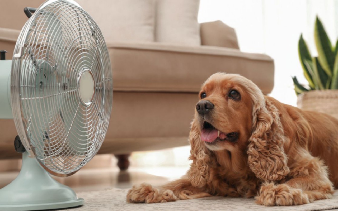 cocker spaniel davanti al ventilatore