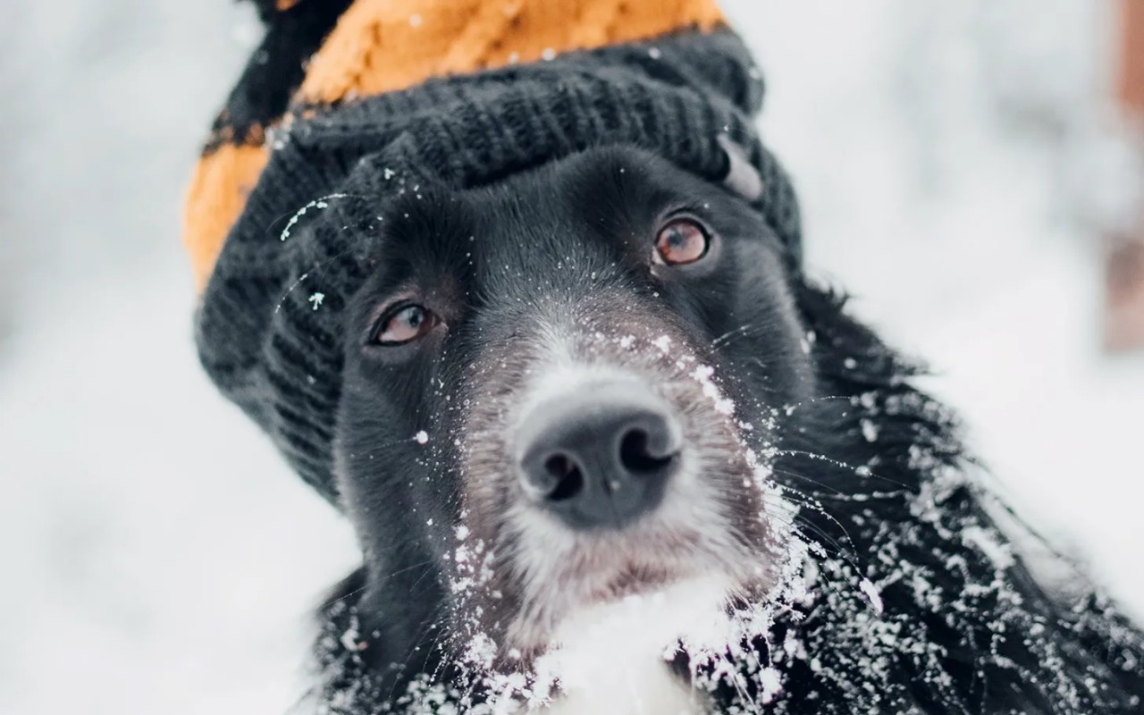 cane col berretto