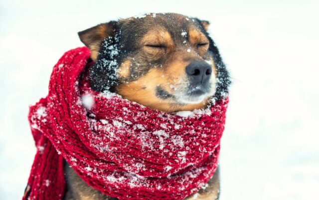 Quanti gradi può sopportare il cane?