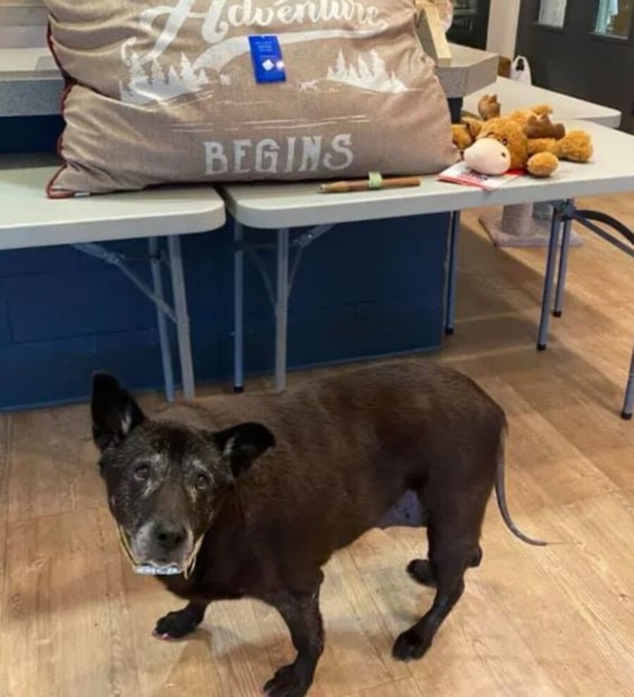 una cagnolina di nome Ladybird