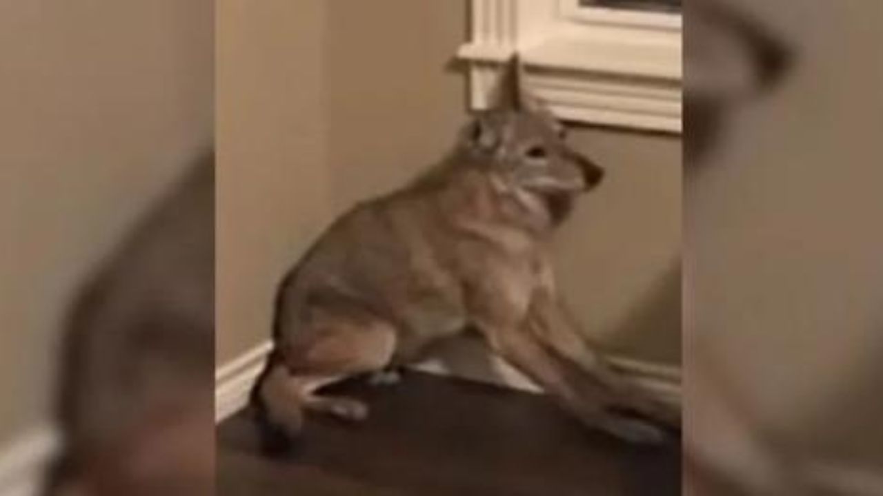 coyote in casa