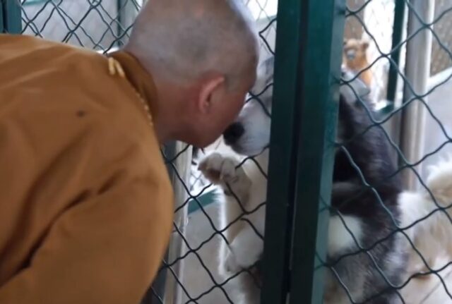 Questo monaco buddista ha deciso di passare la sua intera vita a salvare decine di cani randagi