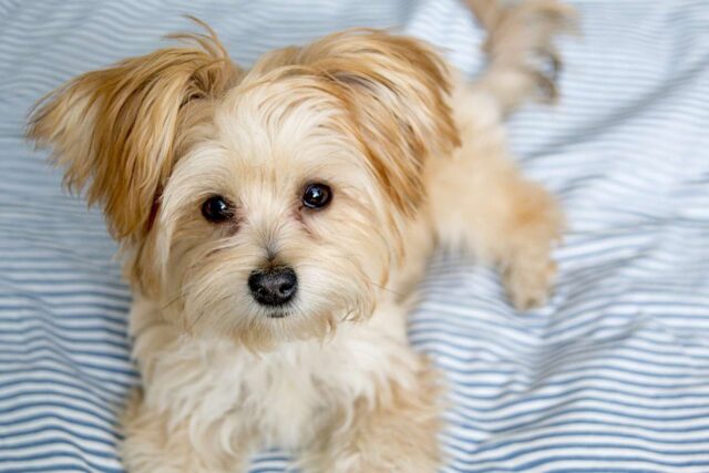 Morkie, cane particolare: caratteristiche e cosa sapere su di lui