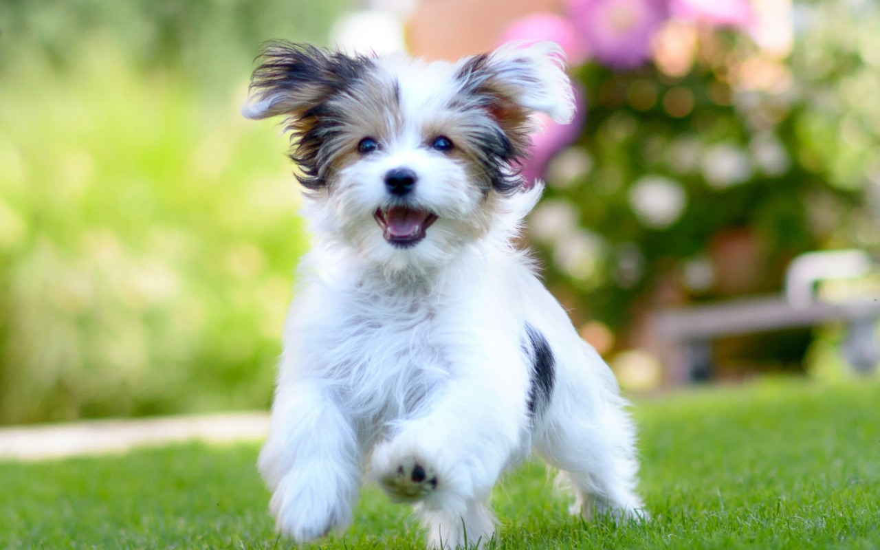 cagnolino che corre in giardino