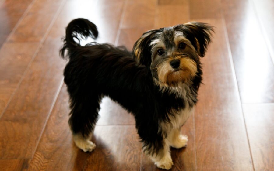 cagnolino nero