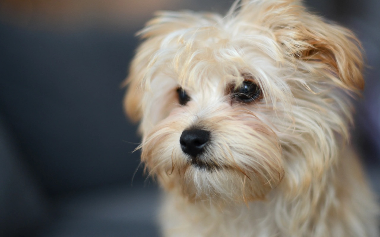 cagnolino color crema