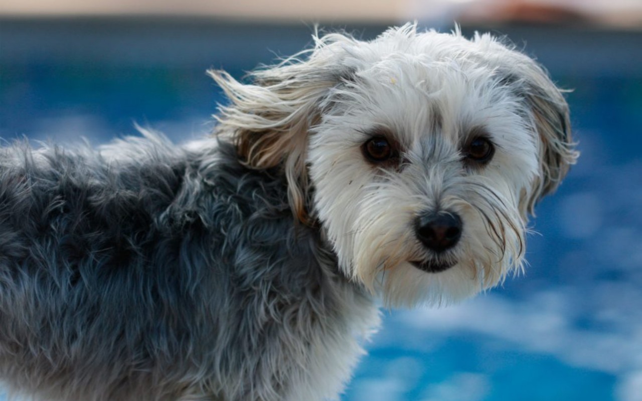 cane grigio e bianco