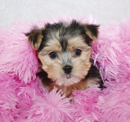 cucciolo di cane in una coperta rosa