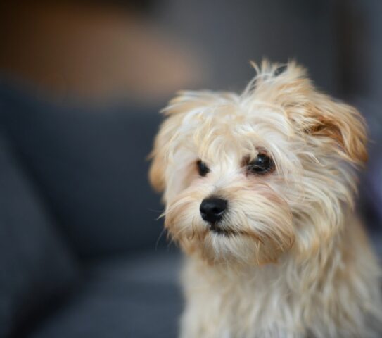 Morkie, origini: da dove viene questo cane così speciale?